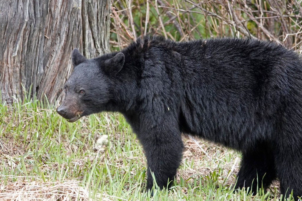 011 – Au Revoir Canada (for now) – 7th May&nbsp;2019