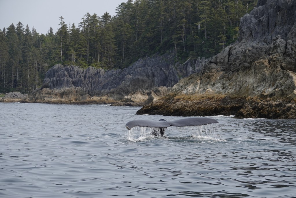 014 – The Prince of ‘Whales’ Island – 7th July&nbsp;2019